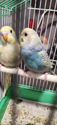 beautiful baby budgies  with cage 