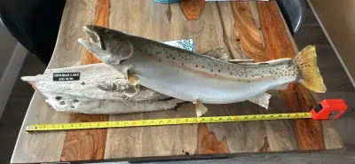 33 inches long of rainbow trout taxidermy mount on driftwood, that was caught in Sheridan Lake, BC 1...