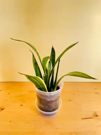 plant stands indoor tall Belleze 63" Indoor Plant Stand with Grow Lights