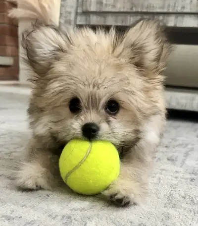 MaltiPom Puppy for Rehoming, View more