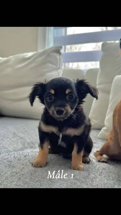 Nous avons 6 magnifiques chiots Chihuahua pure race disponibles pour adoption. Nés le 1er mars, ils...