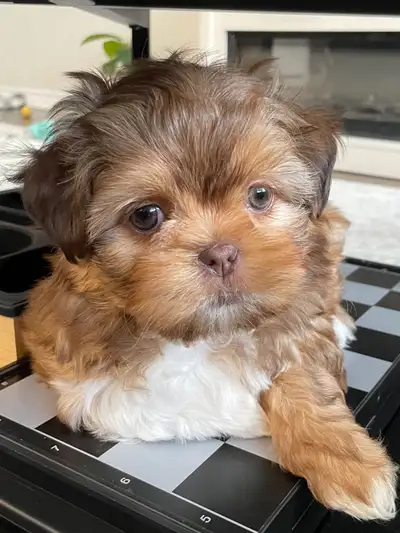 Imperial Shih Tzu Puppy for adoption, View more