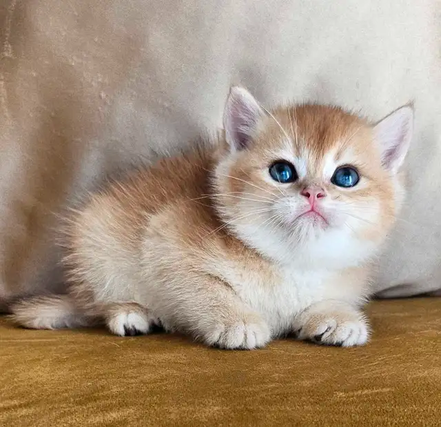 Purebred British shorthair kittens available  in Cats & Kittens for Rehoming in Longueuil / South Shore - Image 7