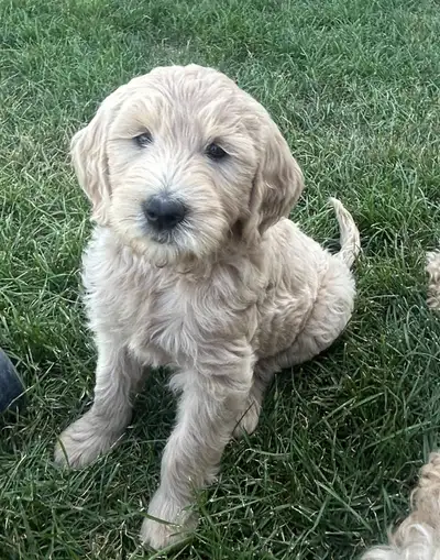 golden doodle, View more