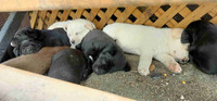 Black lab/ Mastiff pyrenees Puppy's 