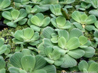 Water Lettuce - Easy Growing Floating Plants