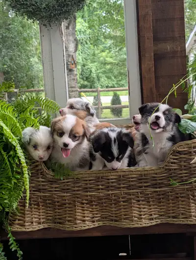 Corgi puppies: Fluffy & Merle, View more