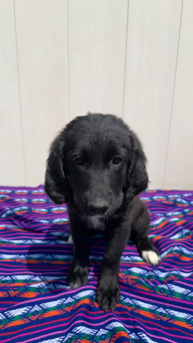 Adorable Black Golden Retriever /mix Shepness Dog in Dogs & Puppies for Rehoming in St. Albert - Image 3