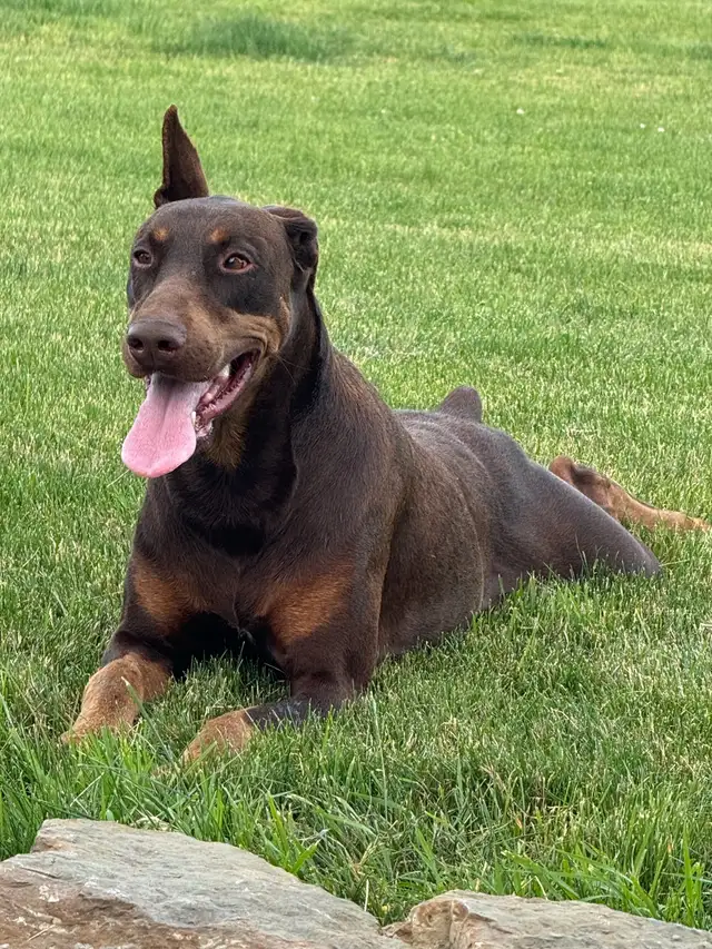 European Doberman Puppies in Dogs & Puppies for Rehoming in Hamilton - Image 10