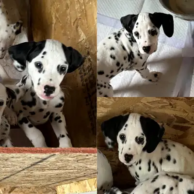 Dalmatian Puppies, View more