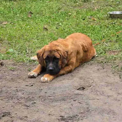 Mastiff/ St Bernard, View more