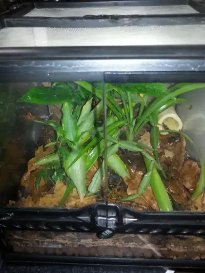 Bioactive Terrarium With Mourning Geckos, Isopods and Springtail, View more