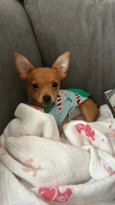 Chihuahua, View more