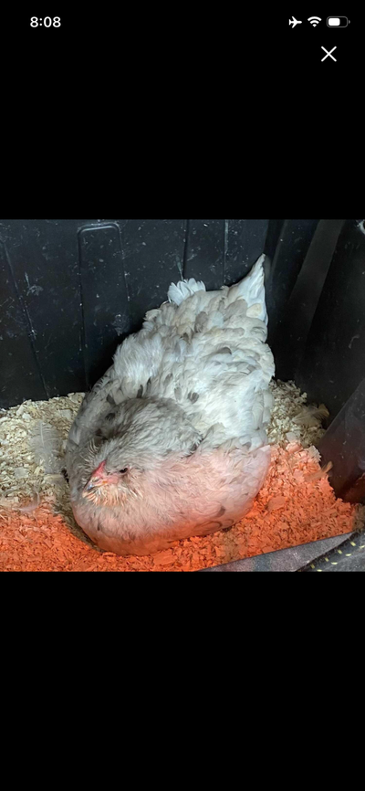 Purebred ameraucana hens and purebred  faverolle rooster, View more