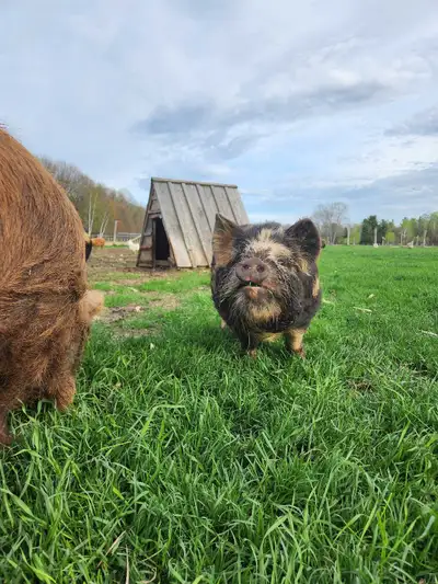 kunekune young boar, View more