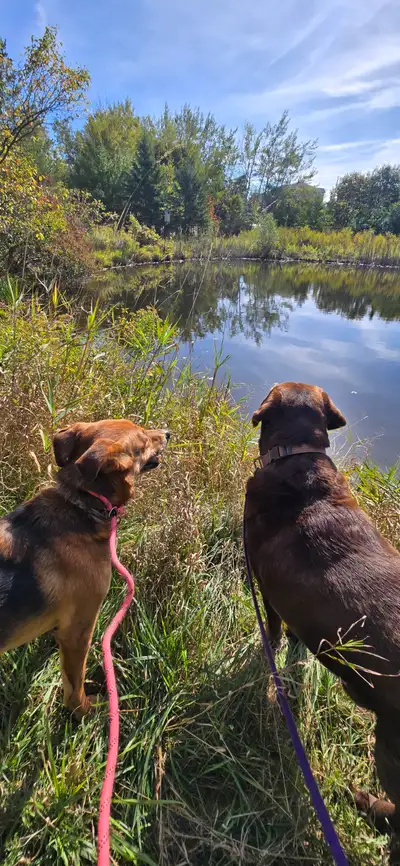 From Leash to Lair: Pet Training and Care, View more