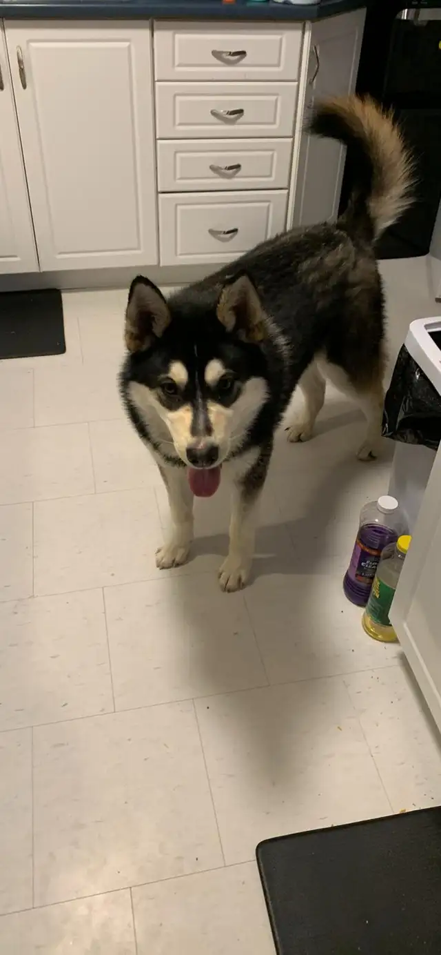 Husky for sale all shots and fixed. in Dogs & Puppies for Rehoming in Sudbury - Image 2