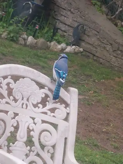 I have a private room for rent shared kitchen bathroom livingroom with a large yard a parking spot c...