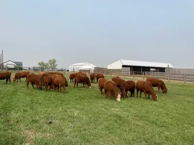 Grass fed and barley finished farm raised beef. We have a new, modern butcher shop on the yard used...