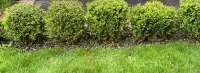 Boxwood shrubs - 3 gallon