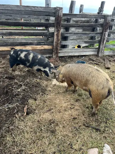 Pig herd SPPU, View more