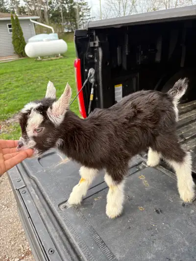 Sold ! Goat kids, View more