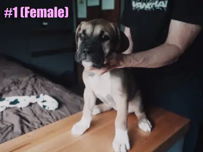 June 7 UPDATE: Only 3 baby GIRLS Available for Adoption (First 3 Pics) *Five already reserved* Pick...