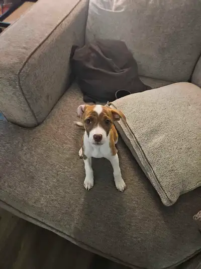 Jack Russell mixed with bull terrier, View more