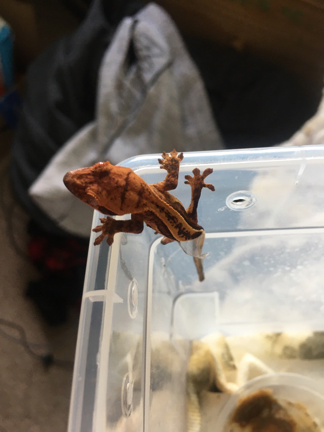 Crested geckos in Garage Sales in Calgary - Image 3