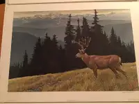 Black tailed Deer print - Robert Bateman