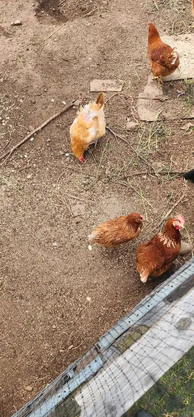 Red Sex Links 22 weeks old , really good egg layers. Started for laying!!