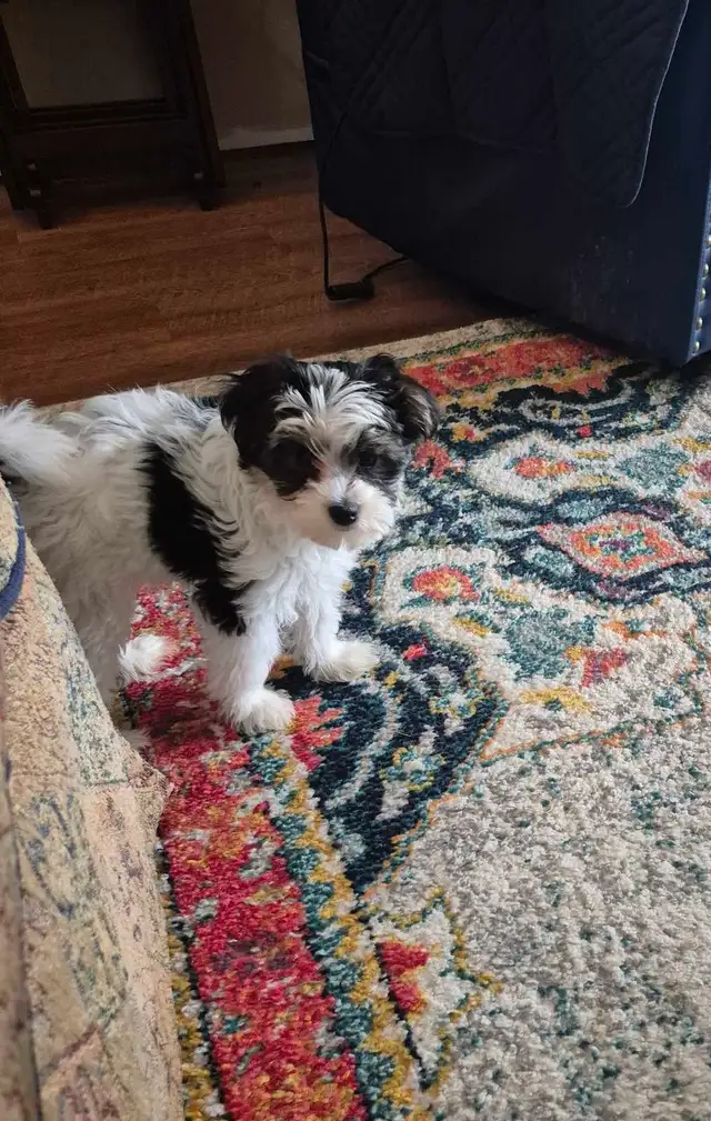 YORKIE PUPPIES FOR SALE in Dogs & Puppies for Rehoming in City of Toronto - Image 7