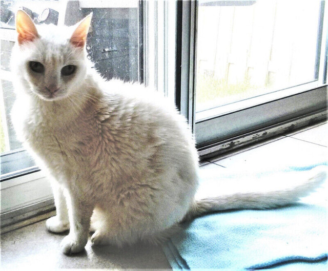 CAT VISITS & CAT SITTER - Oak Ridges, Richmond Hill, King City in Animal & Pet Services in Markham / York Region - Image 2