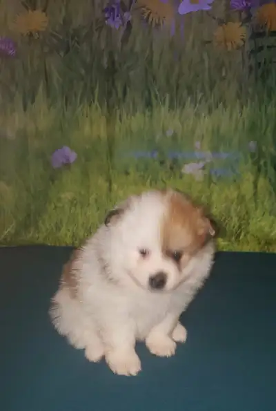 Pomeranian Puppies available, View more