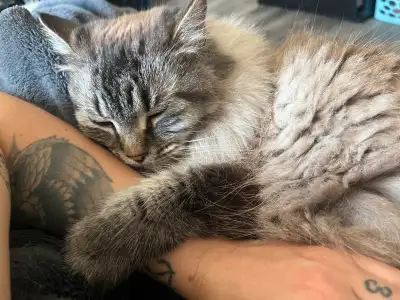 Please read before sending a message. This is Zion, my 7 year old male Persian ragdoll. Zion is a sw...