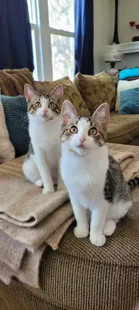 European Shorthair Twins for Rehoming