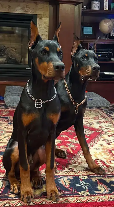 Rehoming two purebred Doberman pinschers . one year old, View more