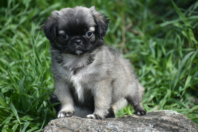 Pekingese X Pug Puppies in Dogs & Puppies for Rehoming in Belleville - Image 4