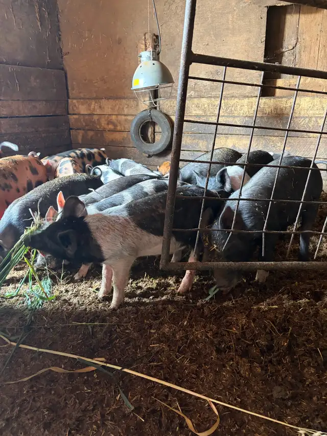 bacon seeds in Livestock in Red Deer - Image 3