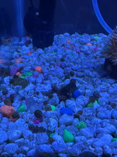 aquarium snails, View more