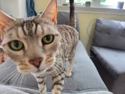 WORLDS GREATEST SITTER OF ANYTHING OR ANYONE OR ANY PET, View more