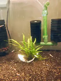Aquarium plants --- java ferns 