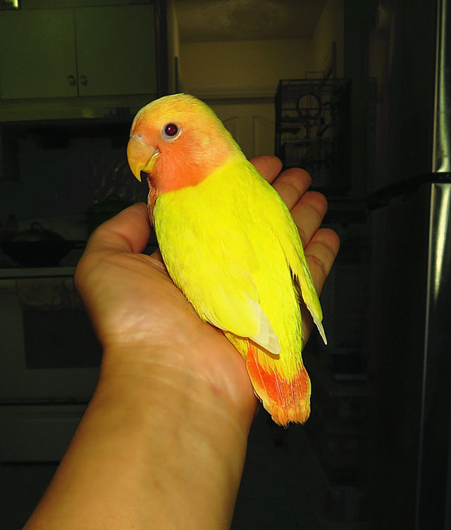 SUPER TAME handfed lovebird baby girl (peachface ino opaline) in Birds for Rehoming in Vancouver