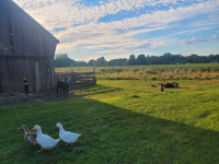 Pekin ducks for breeding