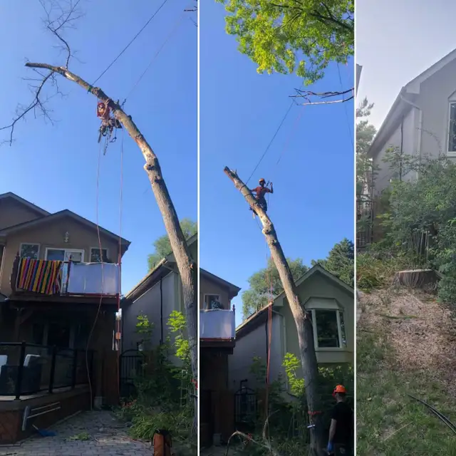 TORONTO TREE GUYS - TREE REMOVAL - PRUNING - LICENSED & INSURED 606389720350740484