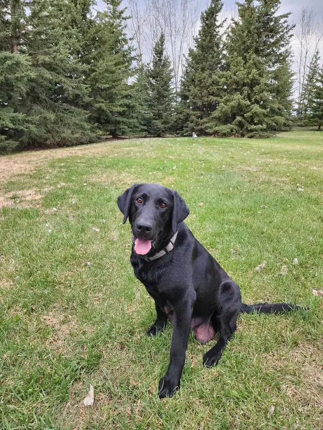 Labrador Retriever in Dogs & Puppies for Rehoming in Red Deer - Image 6