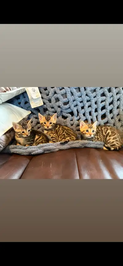 Purebred Bengal2 kittens just arrivef, View more