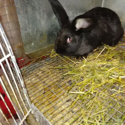 2 months old Giant Flemish x Continental black colour female Shi is very tame For $65 Call 416 57304...