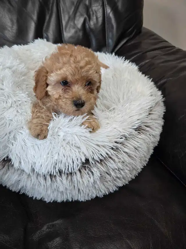 Toy poodle  puppies 2 male left in Dogs & Puppies for Rehoming in Winnipeg - Image 5