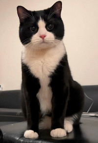 Tuxedo Kitten Wanted!